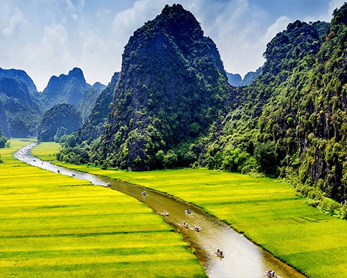 vietnam rice field